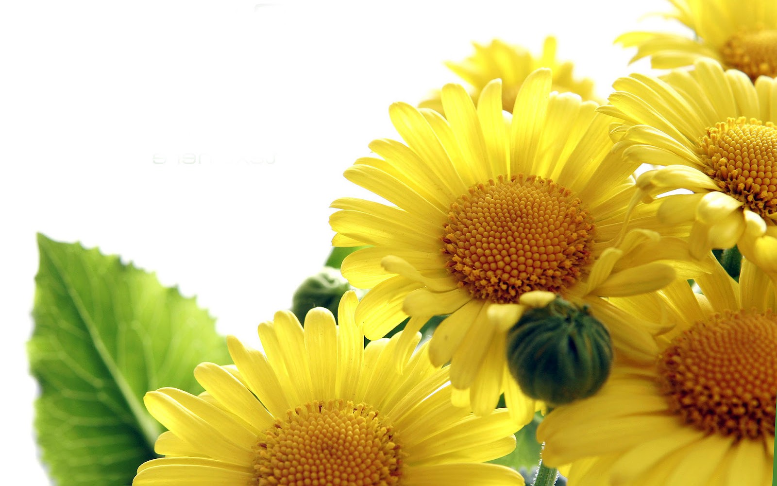Cute Sunflower Wallpaper Attractive Sunflower Macro Wallpaper High